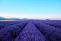 Morning sun rays over blooming lavender field Royalty Free Stock Photo