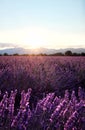 Morning sun rays over blooming lavender field Royalty Free Stock Photo