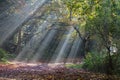Morning sun rays shining in the autumn forest