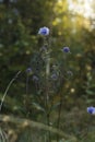 morning sun rise nature scenic view of wild flower with needles and blurry outdoor light background, vertical photography Royalty Free Stock Photo