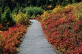 Beautiful fall colors at Heather Meadows in the Mount Baker Wilderness Royalty Free Stock Photo