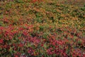 Beautiful fall colors at Heather Meadows in the Mount Baker Wilderness Royalty Free Stock Photo