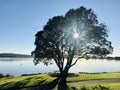 Morning sun shines through the heart of the tree. Royalty Free Stock Photo