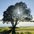 The morning sun shines through the heart of the tree. square photo image. Royalty Free Stock Photo