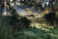 The morning sun shines on the mist in a dewy forest