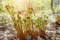 The morning sun shines on the new shoots of the spring fern pteridium aquilinum. Wild forest, green background of nature Royalty Free Stock Photo