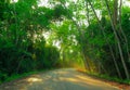 Morning sun shining through the branches on the country road.