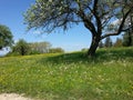 morning sun Shining on a field of flowers in spring