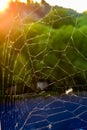 Morning sun,shining through a spiderweb. Royalty Free Stock Photo