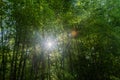 Sun shining through stand of tall bamboo Royalty Free Stock Photo