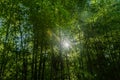 Sun shining through stand of tall bamboo Royalty Free Stock Photo