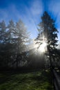 Sun rays shining through trees in Redmond, WA Park Royalty Free Stock Photo