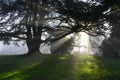 Sun rays through trees Royalty Free Stock Photo