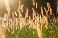 Morning sun shining on wildflowers Royalty Free Stock Photo