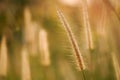 Morning sun shining on wildflowers Royalty Free Stock Photo