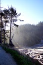 Morning sun streaming through old growth forest Royalty Free Stock Photo