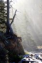 Morning sun streaming through old growth forest Royalty Free Stock Photo