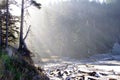 Morning sun streaming through old growth forest Royalty Free Stock Photo