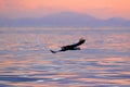 Morning sun, sunrise. Eagle flying above the sea. Beautiful Steller`s sea eagle, Haliaeetus pelagicus, flying bird of prey, with Royalty Free Stock Photo