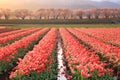 Morning sun Tulips and cherry tree