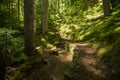 Morning Sun Warms A Switchback In The Trail In Mount Rainier Royalty Free Stock Photo