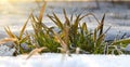 Morning sunbeams on a frosty leaf of winter wheat growing in spring from under the snow Royalty Free Stock Photo