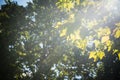 Morning sunbeams through green tree leaves