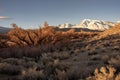 Morning sunlight on autumn trees in desert valley with snowy mountain range in distance Royalty Free Stock Photo