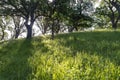 Morning sunlight behind a blue oak tree casts a shadow across the grassland of Mount Wanda