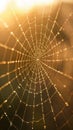 Sunlight glimmers on a dew-covered spider web in the early morning light near a forest backdrop Royalty Free Stock Photo