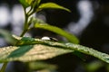 Morning sunlight fall on a wet green leaves and a small fly sit on leaf close-up macro shot in the winter season Royalty Free Stock Photo