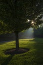 The morning sunlight filtered through the trees Royalty Free Stock Photo