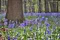 Morning sunlight in forest of Halle with bluebell flowers