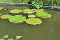 Giant Lily Pads on Garden Pond Royalty Free Stock Photo
