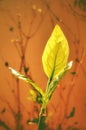 A morning sunlight glow on a tender jasmine leaves