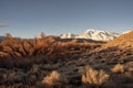 Morning sunlight on autumn trees in desert valley with snowy mountain range in distance Royalty Free Stock Photo