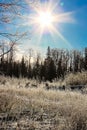 Morning sunlight in grass in hoar frost covered forest Royalty Free Stock Photo