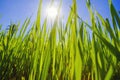 Morning sunlight in a green paddy field . Royalty Free Stock Photo