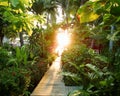 Morning sunlight in greenery, pathway in tropic jungle
