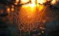 Morning sunlight highlights a spider web Royalty Free Stock Photo
