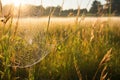 morning sunlight illuminating dew-dropped spider web in meadow Royalty Free Stock Photo