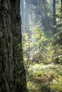 Morning sunlight illuminating pine forest