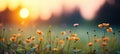 Morning sunlight with magic bokeh on summer sky background, christian religion, love, and hope