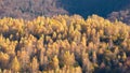 Morning sunlight over birch forest in autumn Royalty Free Stock Photo