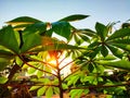 Morning sunlight penetrates between the cassava leaves