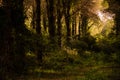 Morning sunlight penetrating into the forest Royalty Free Stock Photo