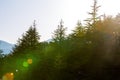 Morning sunlight penetrating into the forest. `Blurry` Royalty Free Stock Photo