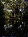 In the morning sunlight, the shadow of the tree fall on the big pond Royalty Free Stock Photo