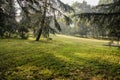 Morning sunlight on shady hillside lawn