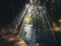 Morning sunlight shining through a bamboo forest above a tranquil river in Klaten, Central Java, Indonesia. Royalty Free Stock Photo